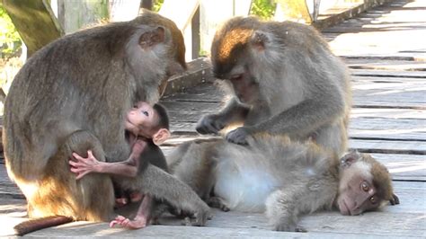 Study now. . How long do macaque monkeys nurse their babies